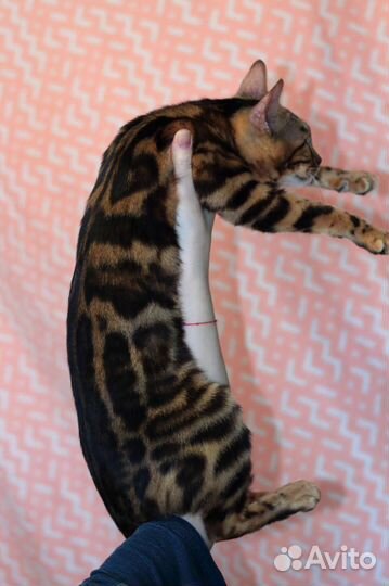 Бенгальская девочка