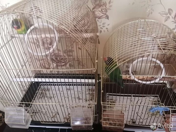 Попугаи неразлучники с клеткой