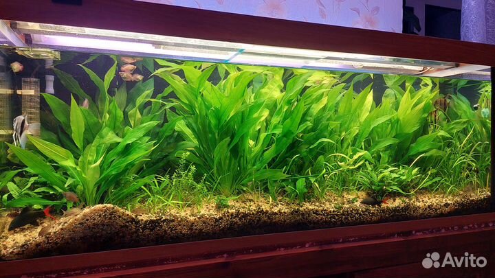 Аквариумные растения