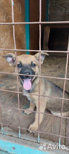 Щенок от маленькой собаки