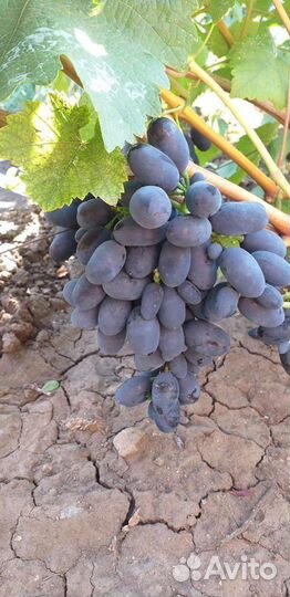 Саженцы винограда