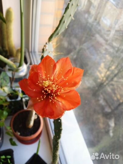 Кактус опунция цветущий