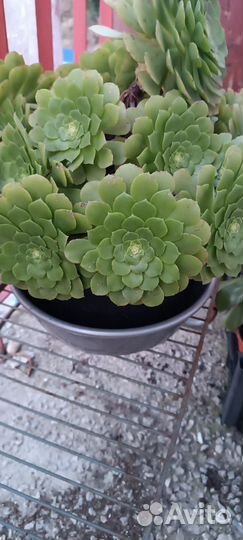 Эониумы в ассортименте