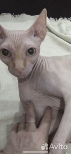 Канадский сфинкс