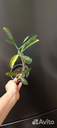 Адениум микс