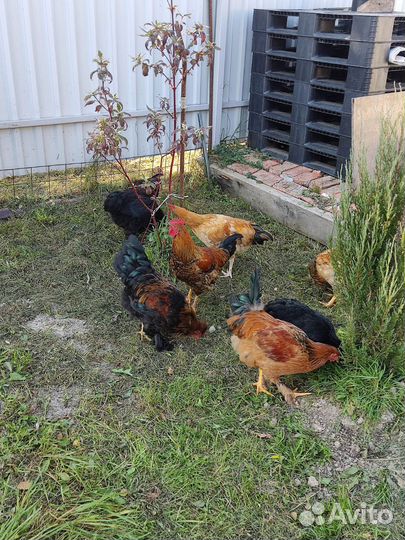 Куры молодки