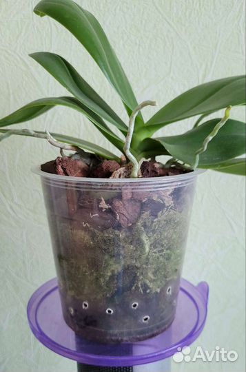 Орхидея фаленопсис мини