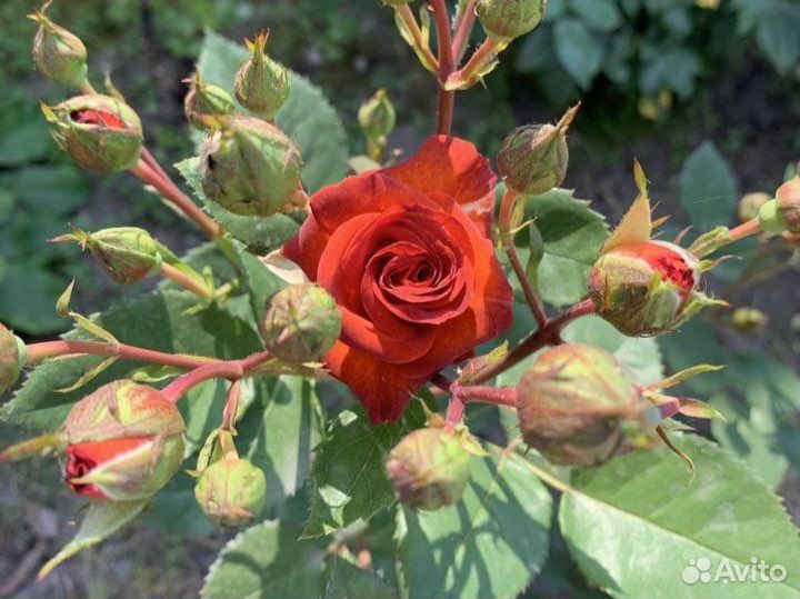 Саженцы роз