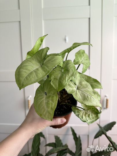 Сингониум Вайт Баттерфляй, сингониум Брокант