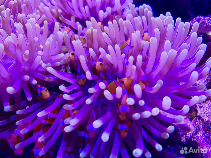 Рыбка-Немо или Рыбы - Клоуны