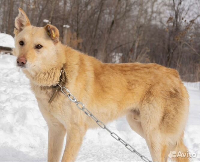 Собака в добрые руки