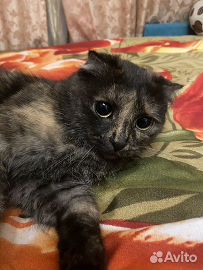 Кошка