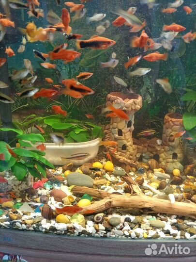 Аквариумные рыбы