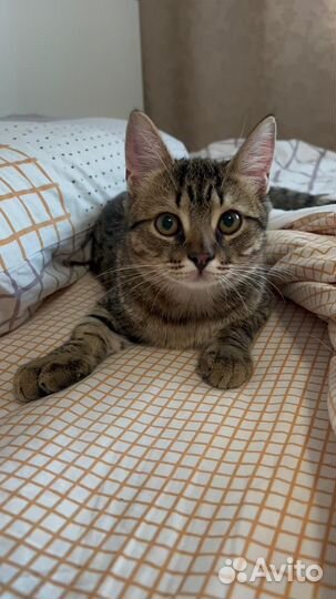 Котята ищут дом