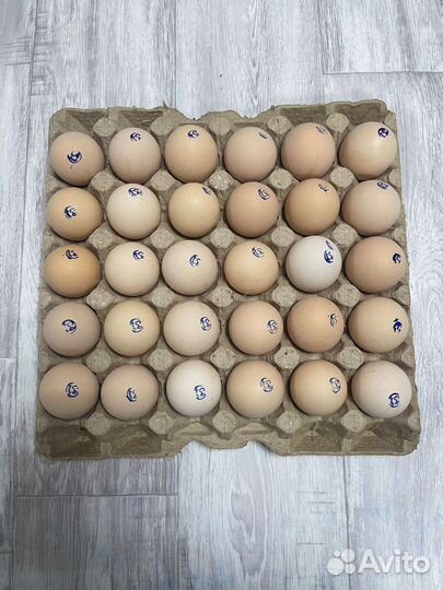 Куриное яйцо опт от производителя