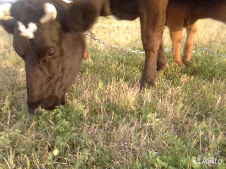 Корову хорошую продам