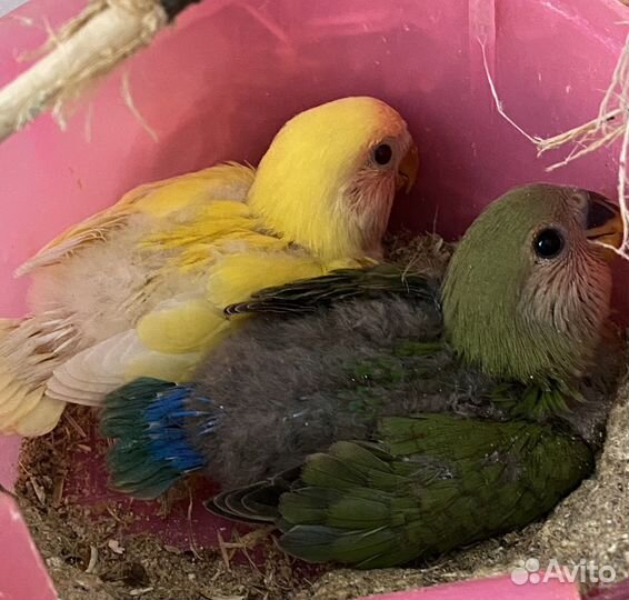Попугаи неразлучники птенцы