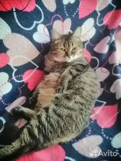 Передержка для кошек