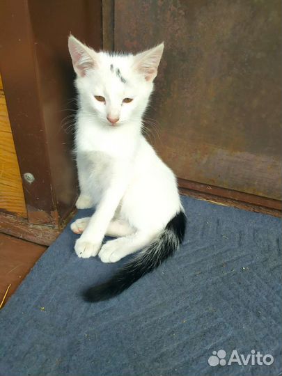 Турецкая ангора