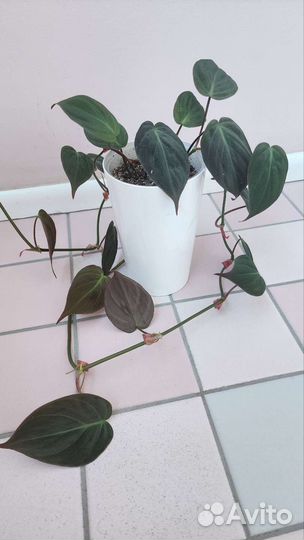 Филодендрон