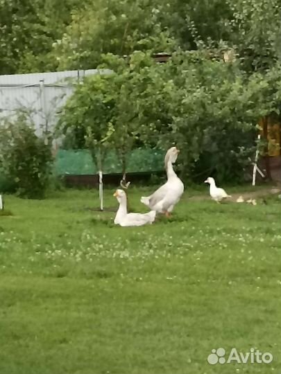Гуси сизые холмогоры пара