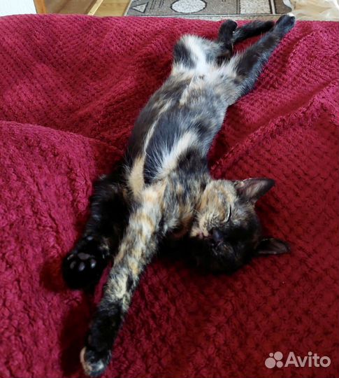 Котятам очень нужен дом