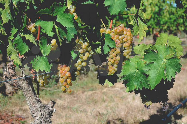 Участок 100 сот. (СНТ, ДНП)