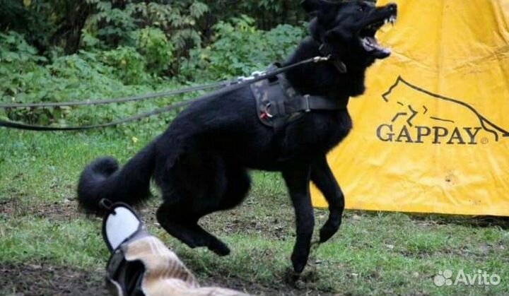 Щенки немецкой овчарки