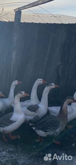 Гуси,индоутки,петушки