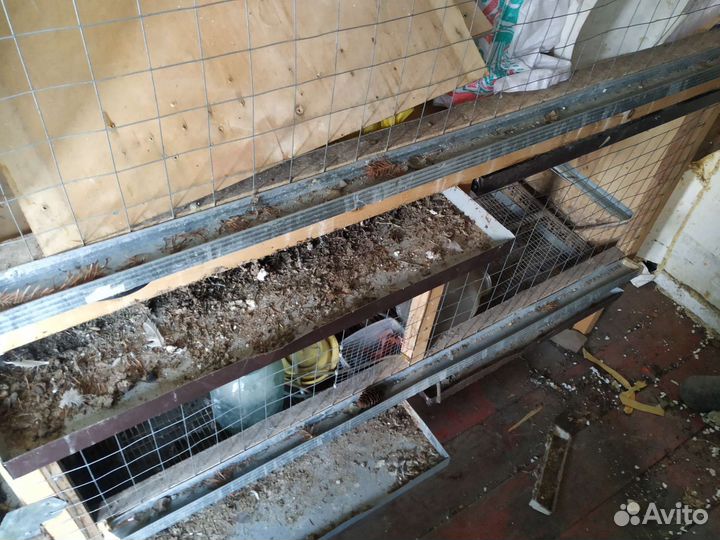 Клетка для куриц