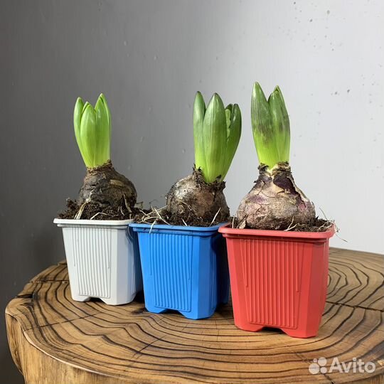 Гиацинт в горшке