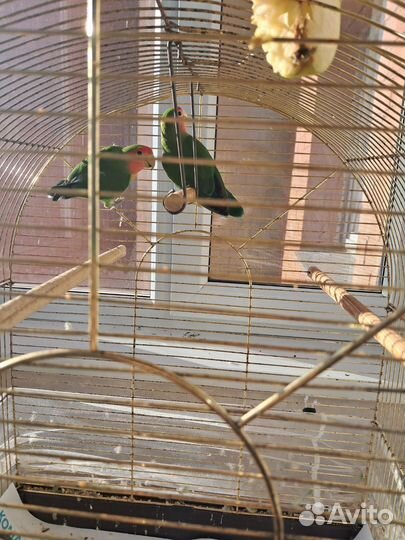 Попугаи неразлучники