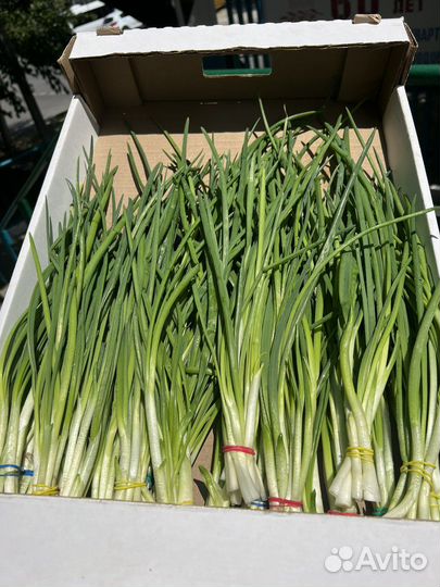 Зеленый лук