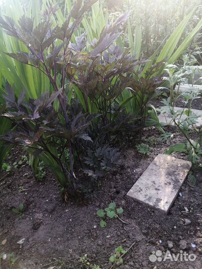 Цимицифуга / Актея Блэк Неглиже / Клопагон)