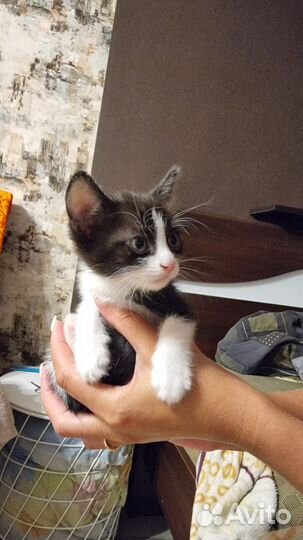 Котенок в добрые руки