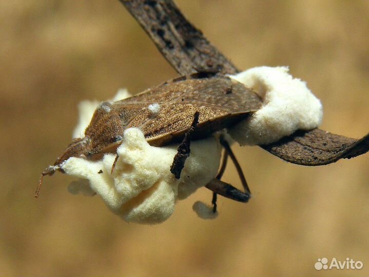 Боверия bassiana на зерне 50 грамм