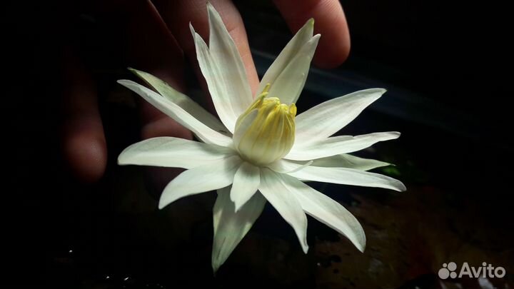 Растения для пруда - (гиацинт, пистия, нимфея)