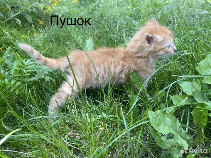 Котята бесплатно