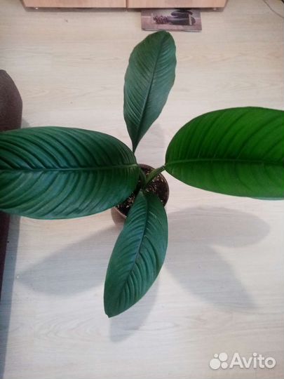 Спатифиллум сенсация