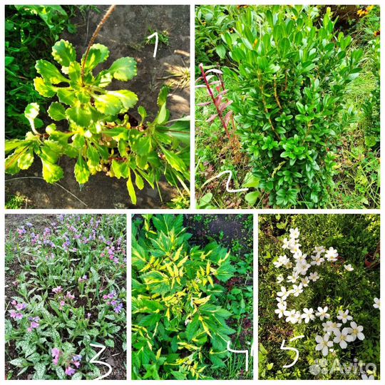 Многолетники для сада