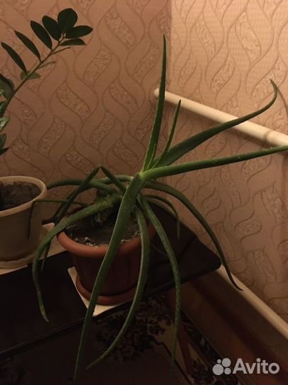 Алоэ лечебный