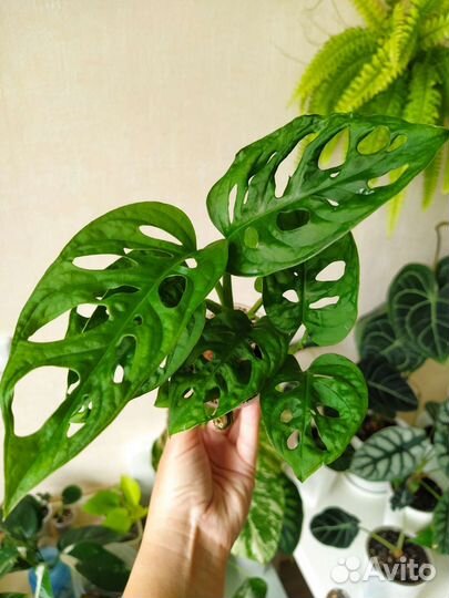 Монстера Минима, Манки Маск, филодендрон Бразилия