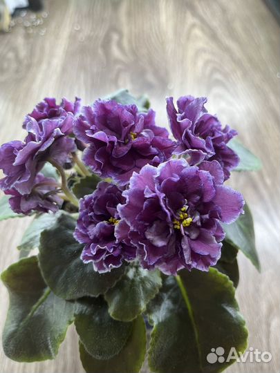 Сортовые фиалки