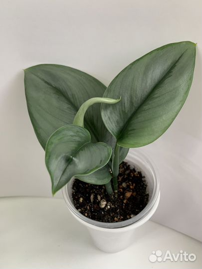 Сциндаптус мунлайт