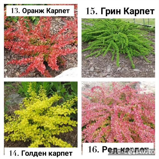 Барбарис декоративный (саженцы, сорта в описани