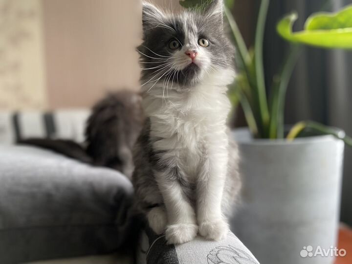 Котята мейн-кун метис