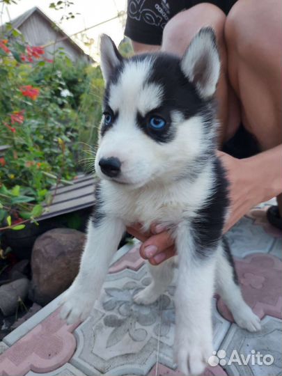 Щенки сибирской хаски