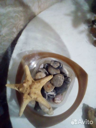 Готовый морской аквариум