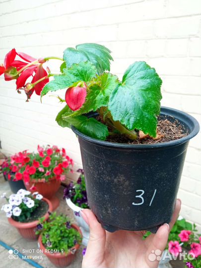 Бегония ампельная иллюминейшн Скарлет