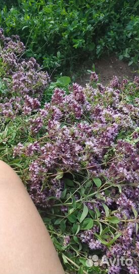 Душица,ромашка